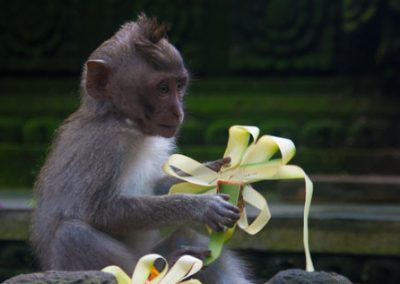 Bali Ubud monkey