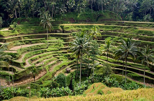 Rice terraces in Ubud, Bali